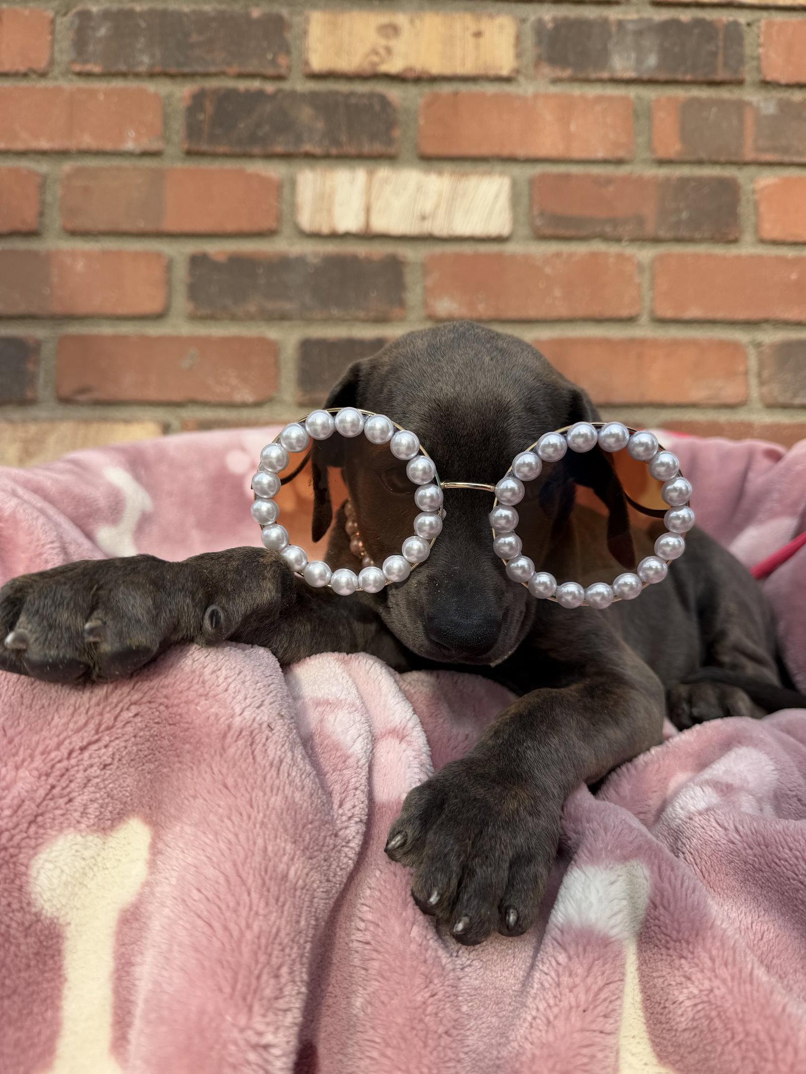 Enlarge Bambi - ADOPTED, a Adoptable Cane Corso in Glendale, AZ image 3/3
