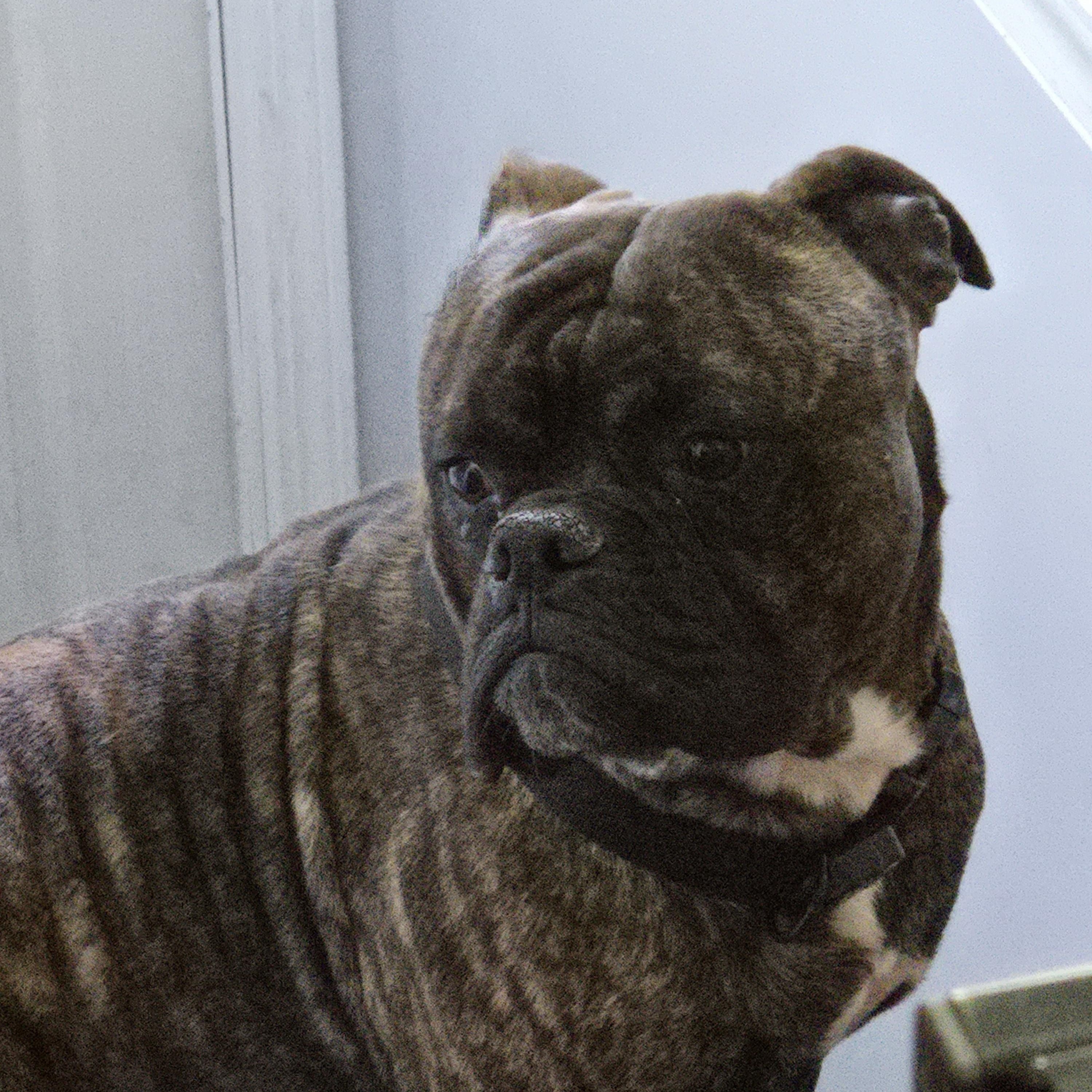 Enlarge ~ Courtesy ~ Spike, a ADOPTABLE American Bulldog in Mobile, AL image 3/4