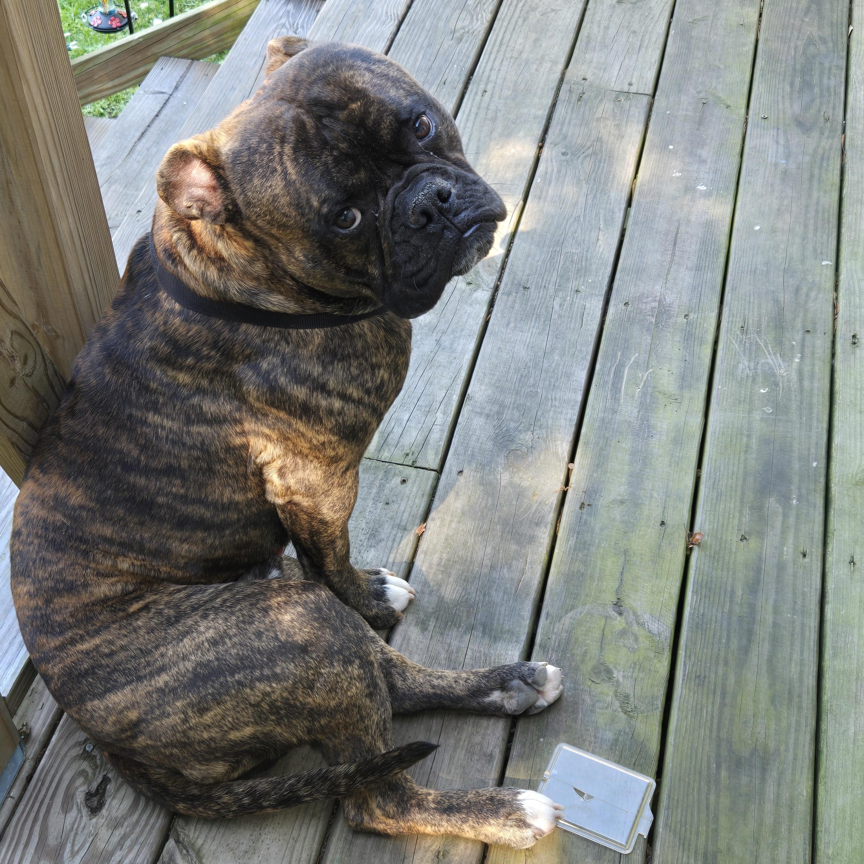Enlarge ~ Courtesy ~ Spike, a ADOPTABLE American Bulldog in Mobile, AL image 4/4