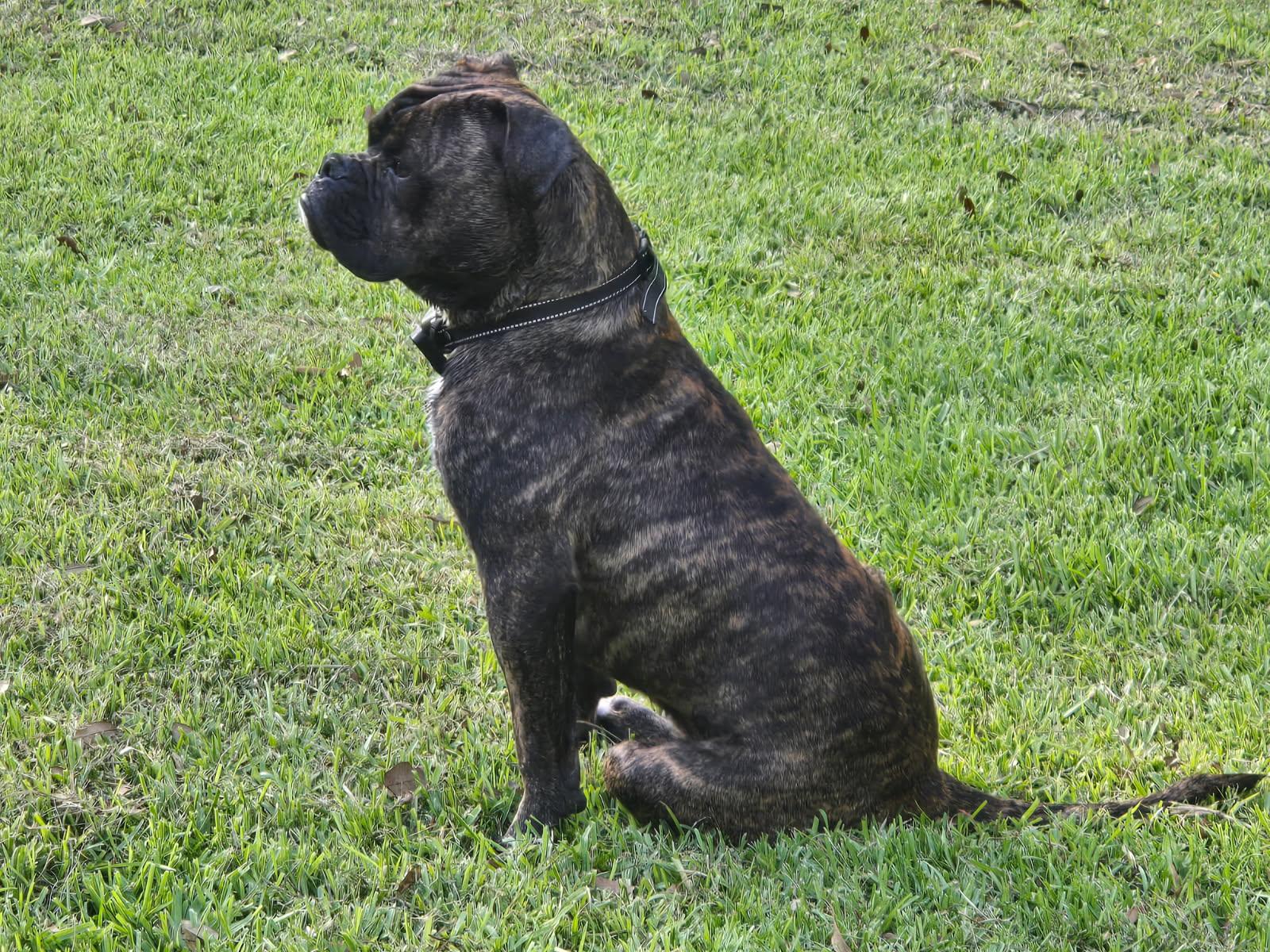 Enlarge ~ Courtesy ~ Spike, a ADOPTABLE American Bulldog in Mobile, AL image 2/4