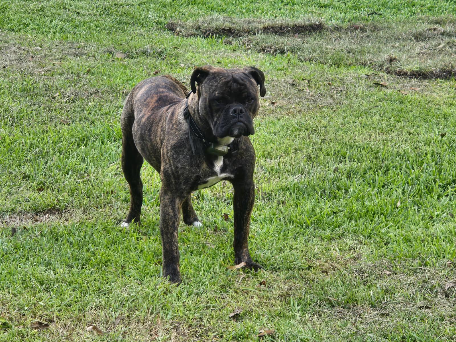 ~ Courtesy ~ Spike, ADOPTABLE, Adult Male American Bulldog.