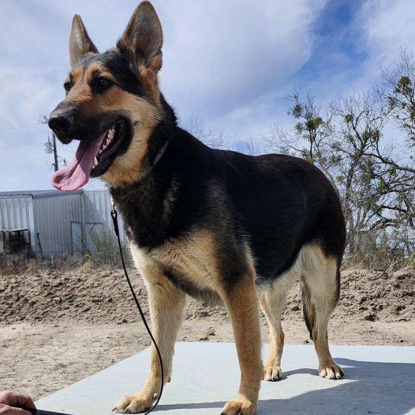Enlarge KIA, an adopted German Shepherd Dog in Weatherford, TX image 1/5