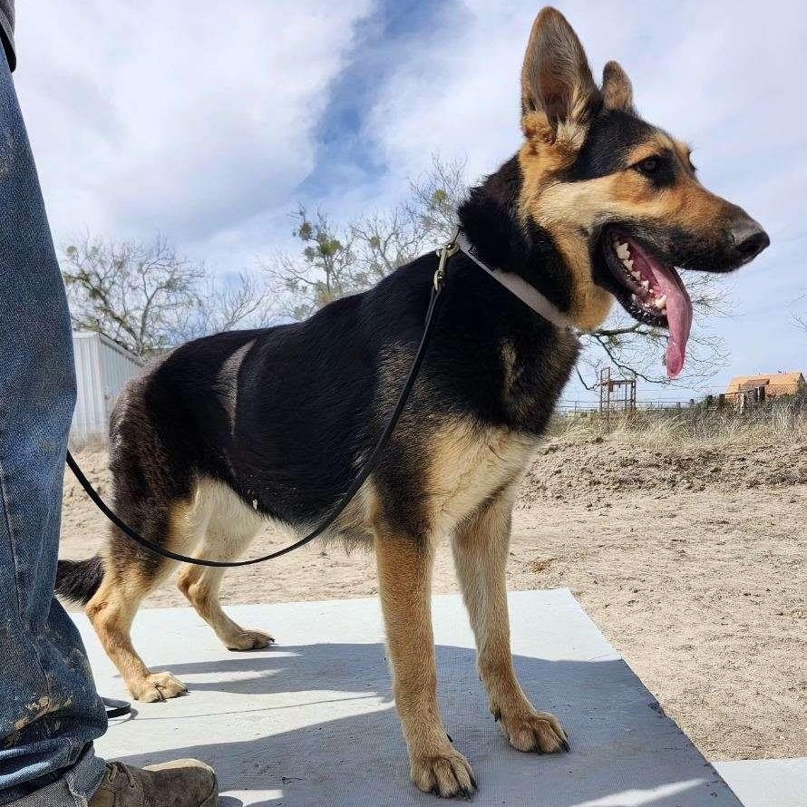Enlarge KIA, an adopted German Shepherd Dog in Weatherford, TX image 2/5