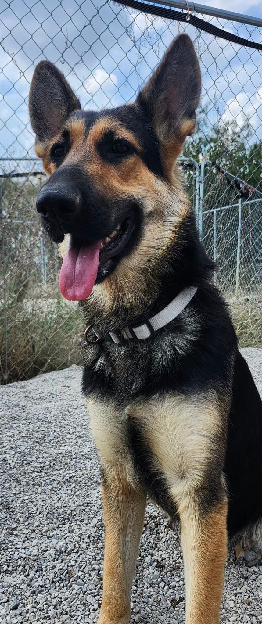 Enlarge KIA, an adopted German Shepherd Dog in Weatherford, TX image 3/5