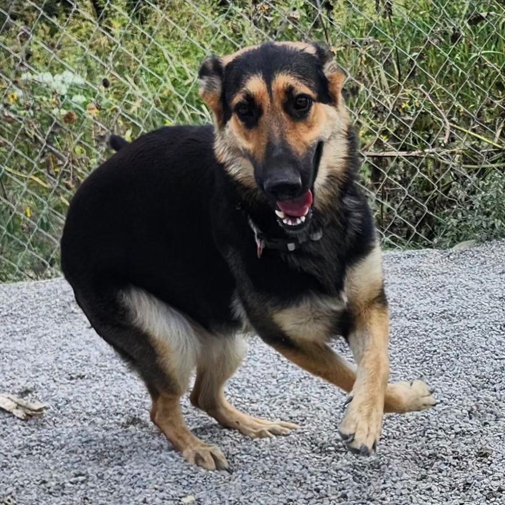 Enlarge KIA, an adopted German Shepherd Dog in Weatherford, TX image 4/5
