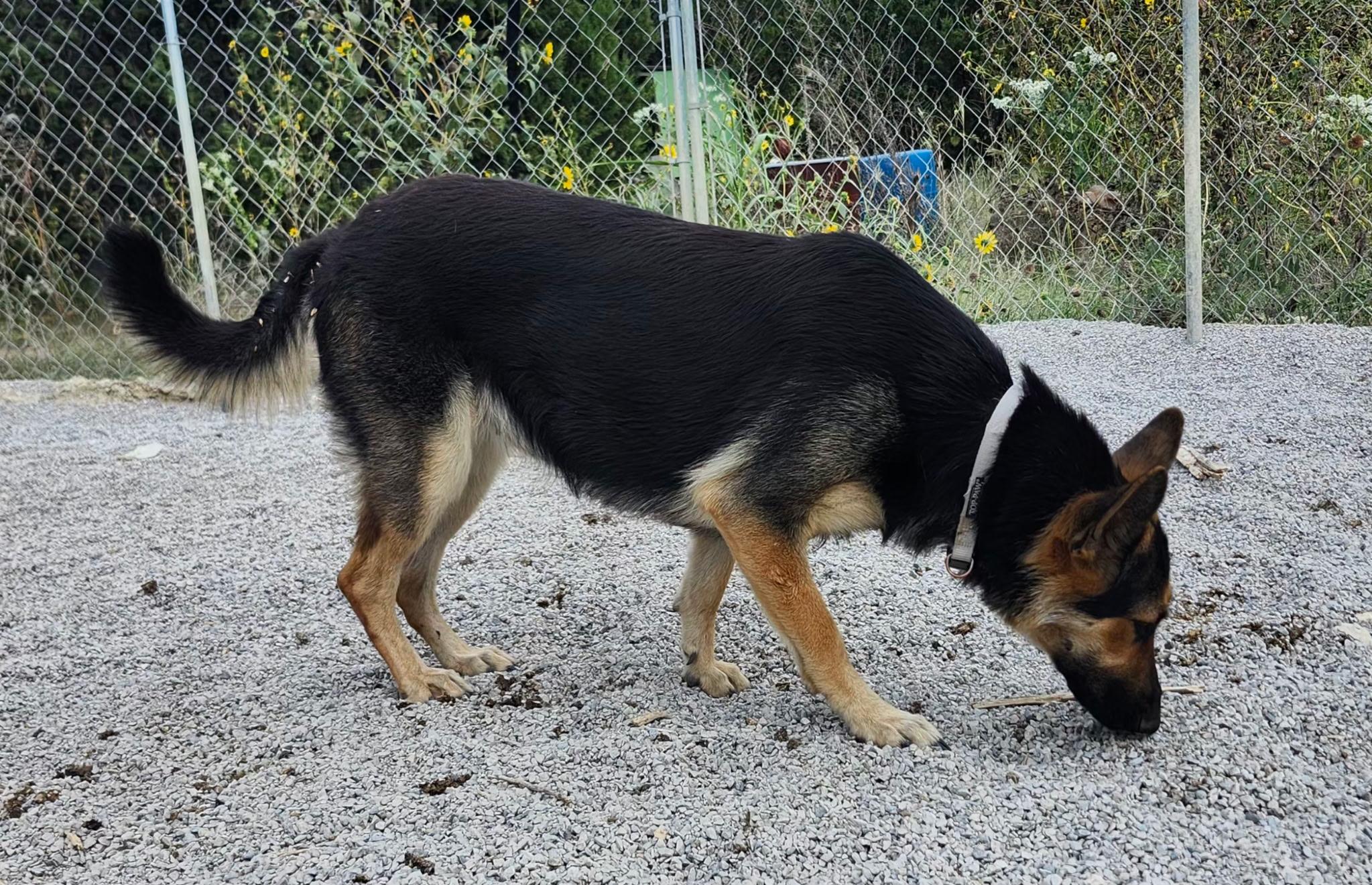 Enlarge KIA, an adopted German Shepherd Dog in Weatherford, TX image 5/5