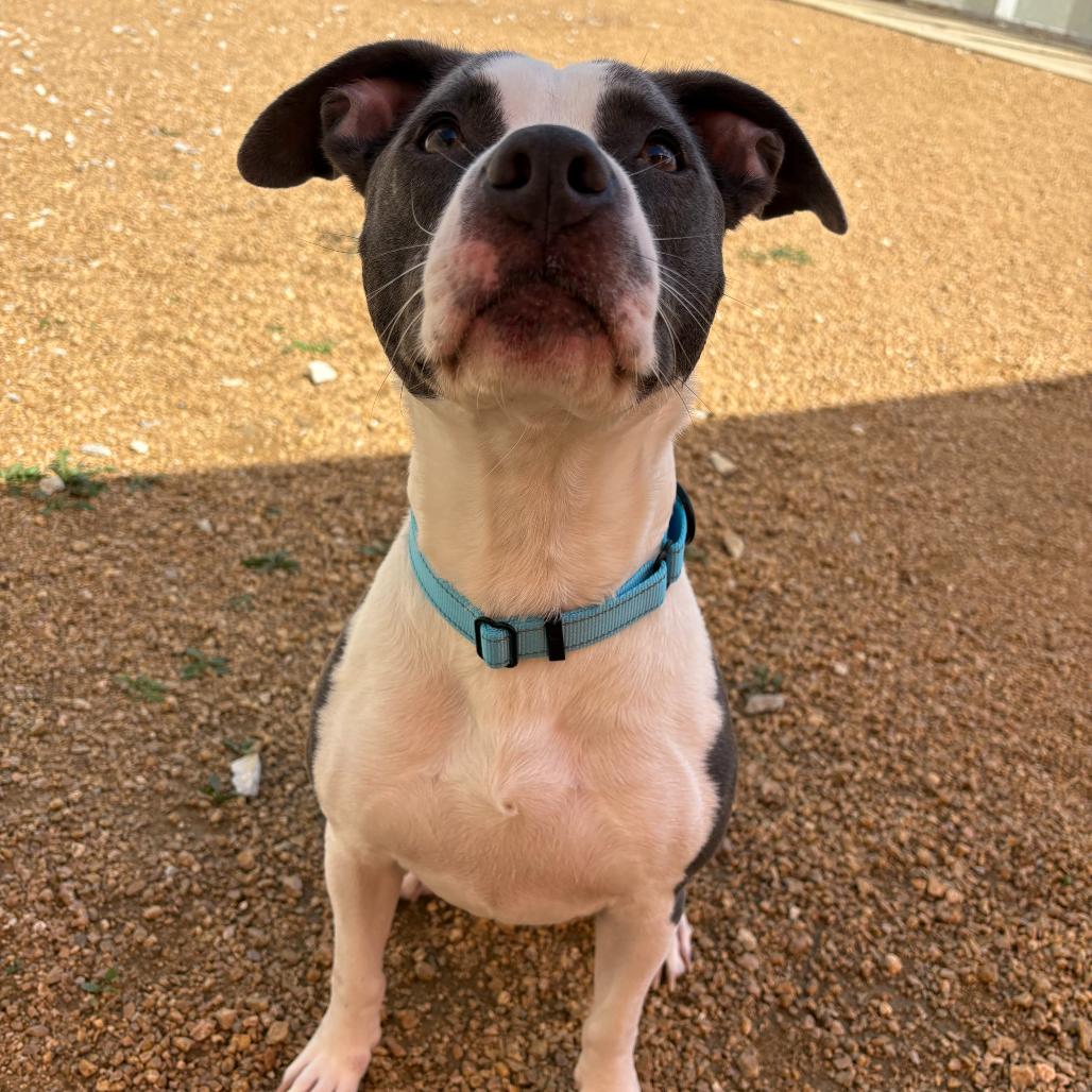 Enlarge Dempsey, a Adoptable Mixed Breed in Bentonville, AR image 1/5