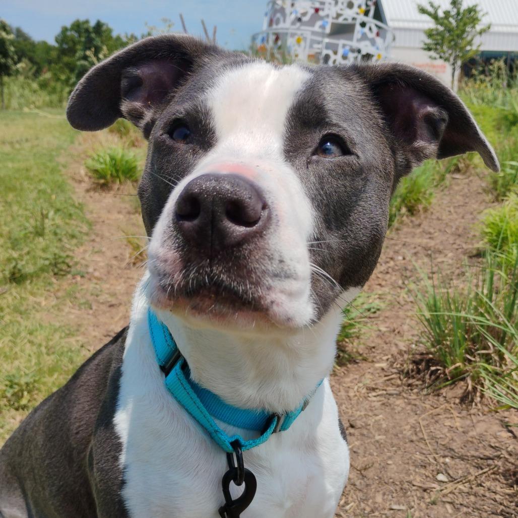 Enlarge Dempsey, a Adoptable Mixed Breed in Bentonville, AR image 2/5