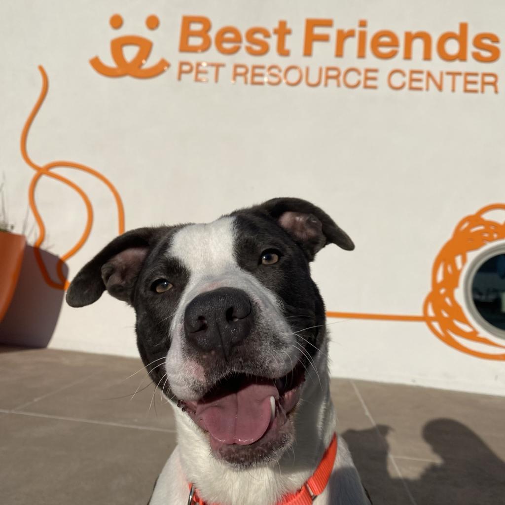 Enlarge Dempsey, a Adoptable Mixed Breed in Bentonville, AR image 3/5