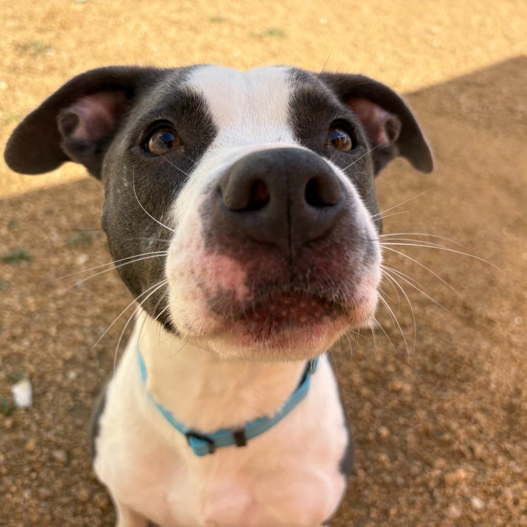 Enlarge Dempsey, a Adoptable Mixed Breed in Bentonville, AR image 4/5
