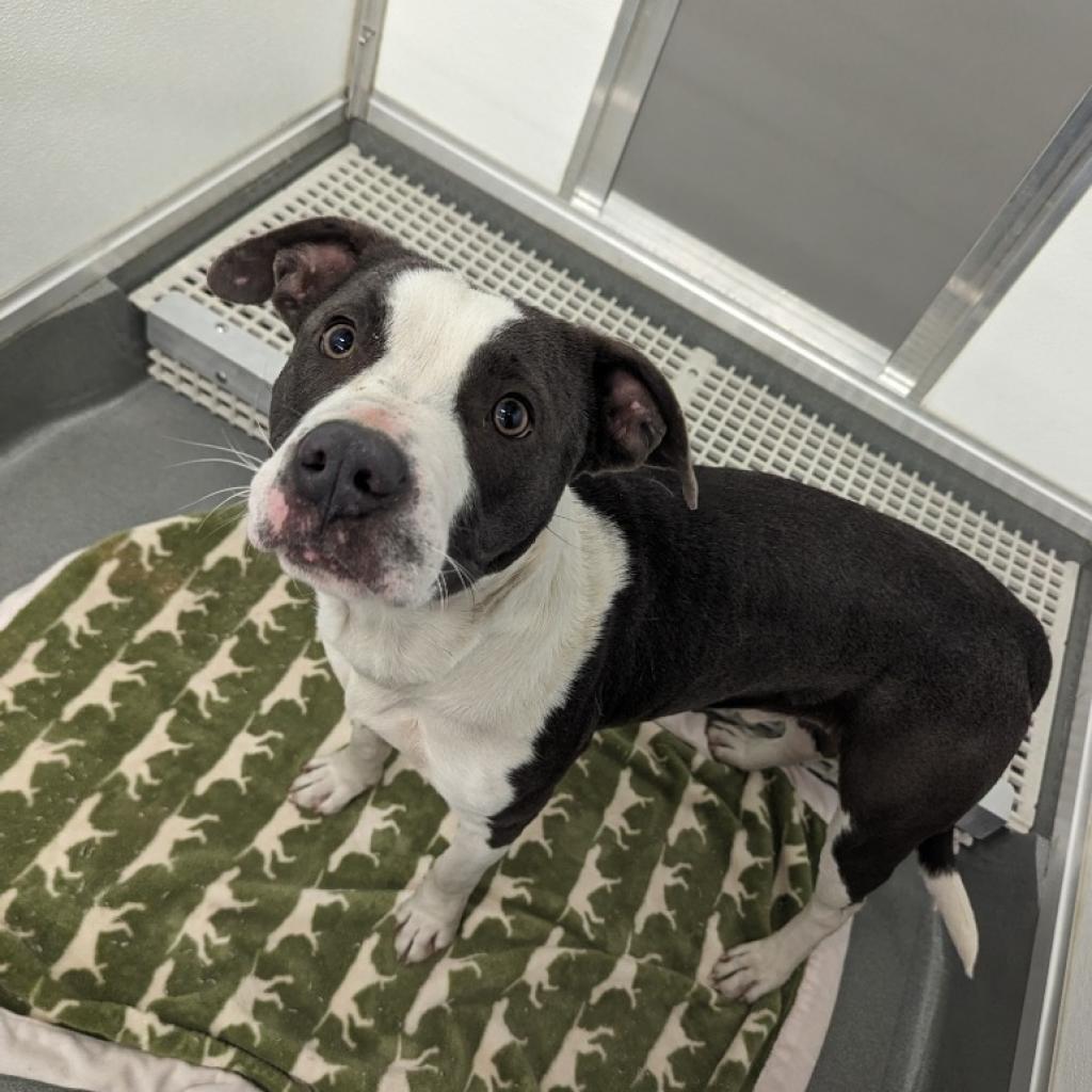 Enlarge Dempsey, a Adoptable Mixed Breed in Bentonville, AR image 5/5