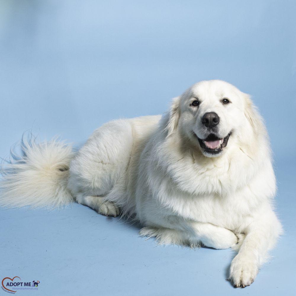 Alfredo, Adoptable, Adult Female Mixed Breed.