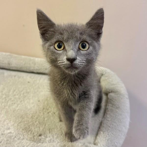 Dancer, Adoptable, Kitten Female Domestic Short Hair.
