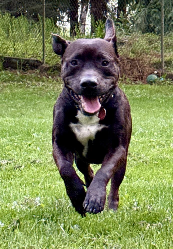 Enlarge Atlas, a Adoptable mixed breed in Bonney Lake, WA image 5/6