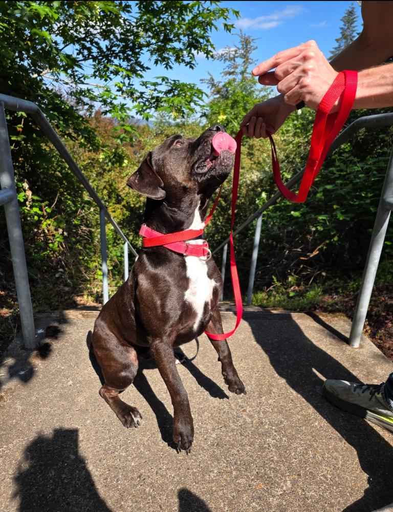 Enlarge Atlas, a Adoptable mixed breed in Seattle, WA image 1/6