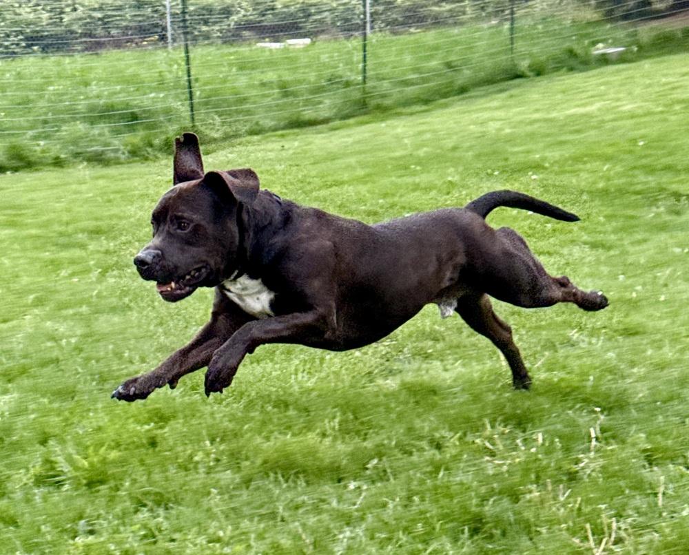 Enlarge Atlas, a Adoptable mixed breed in Bonney Lake, WA image 6/6
