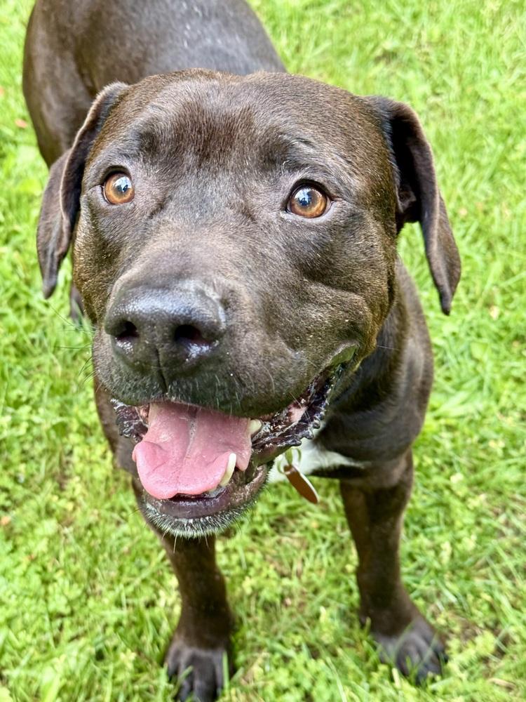 Enlarge Atlas, a Adoptable mixed breed in Bonney Lake, WA image 3/6