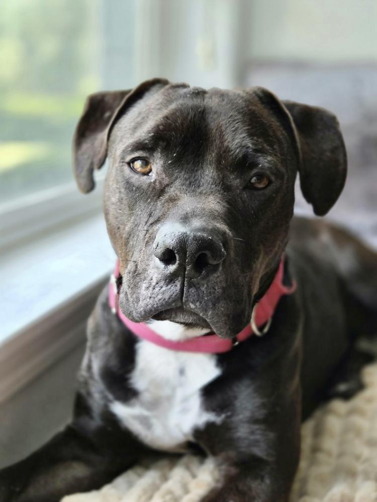 Enlarge Atlas, a Adoptable mixed breed in Bonney Lake, WA image 2/6