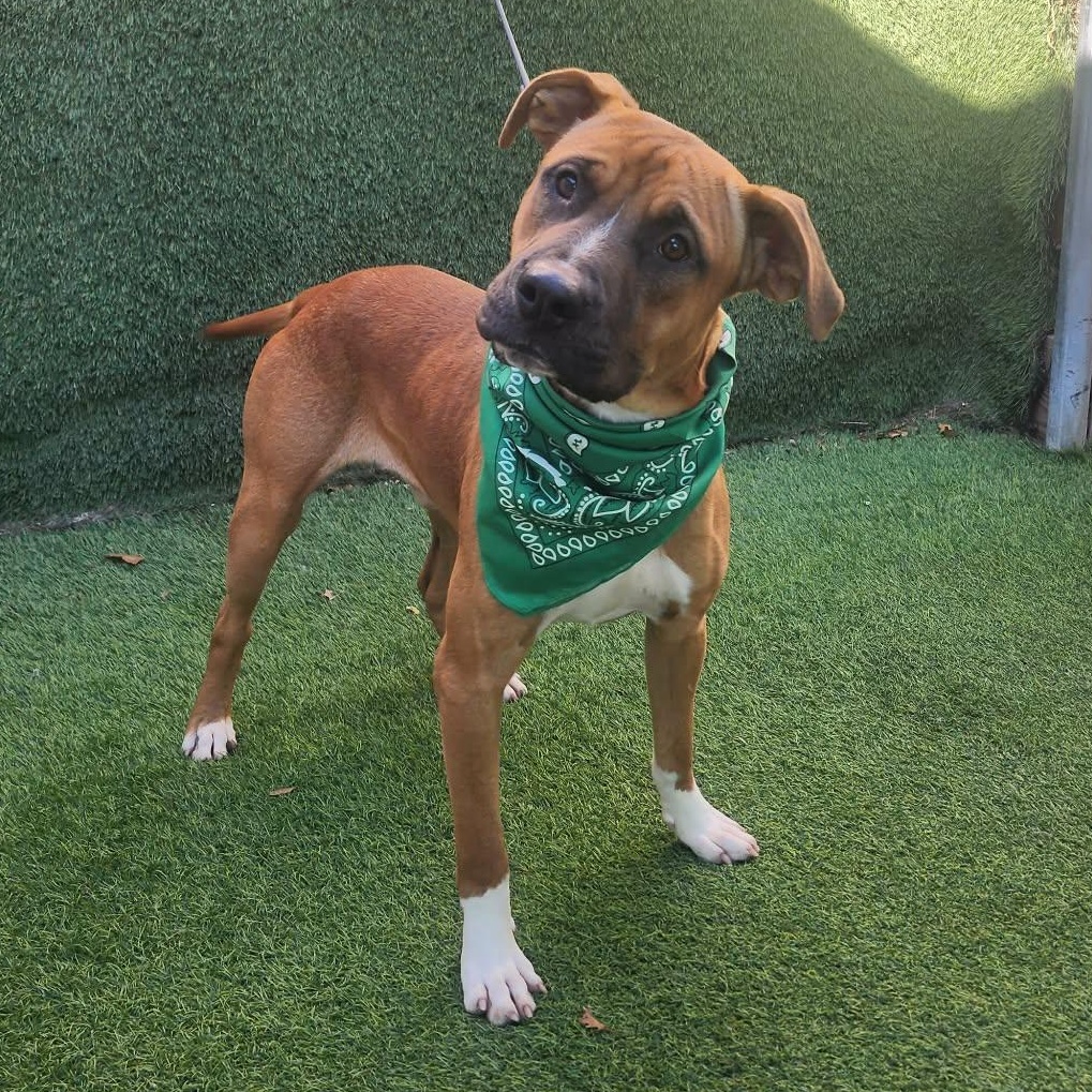 Scampi — thumbnail 2