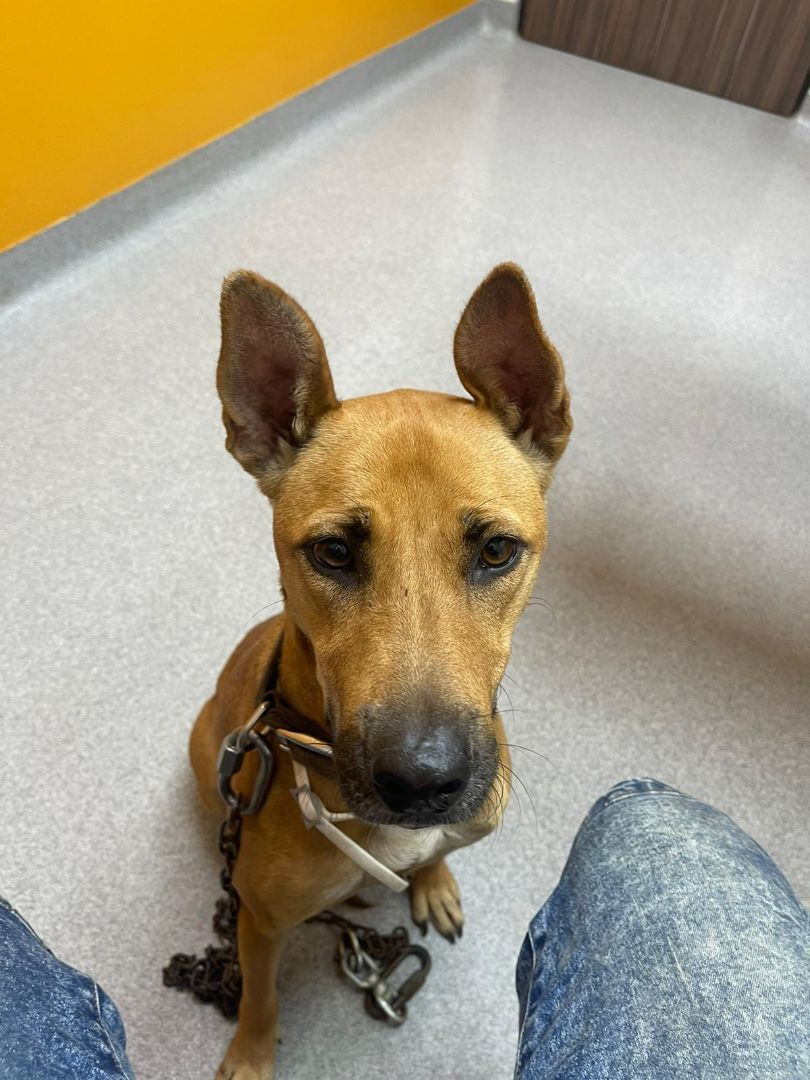 LILY, a Adoptable mixed breed image 2/5