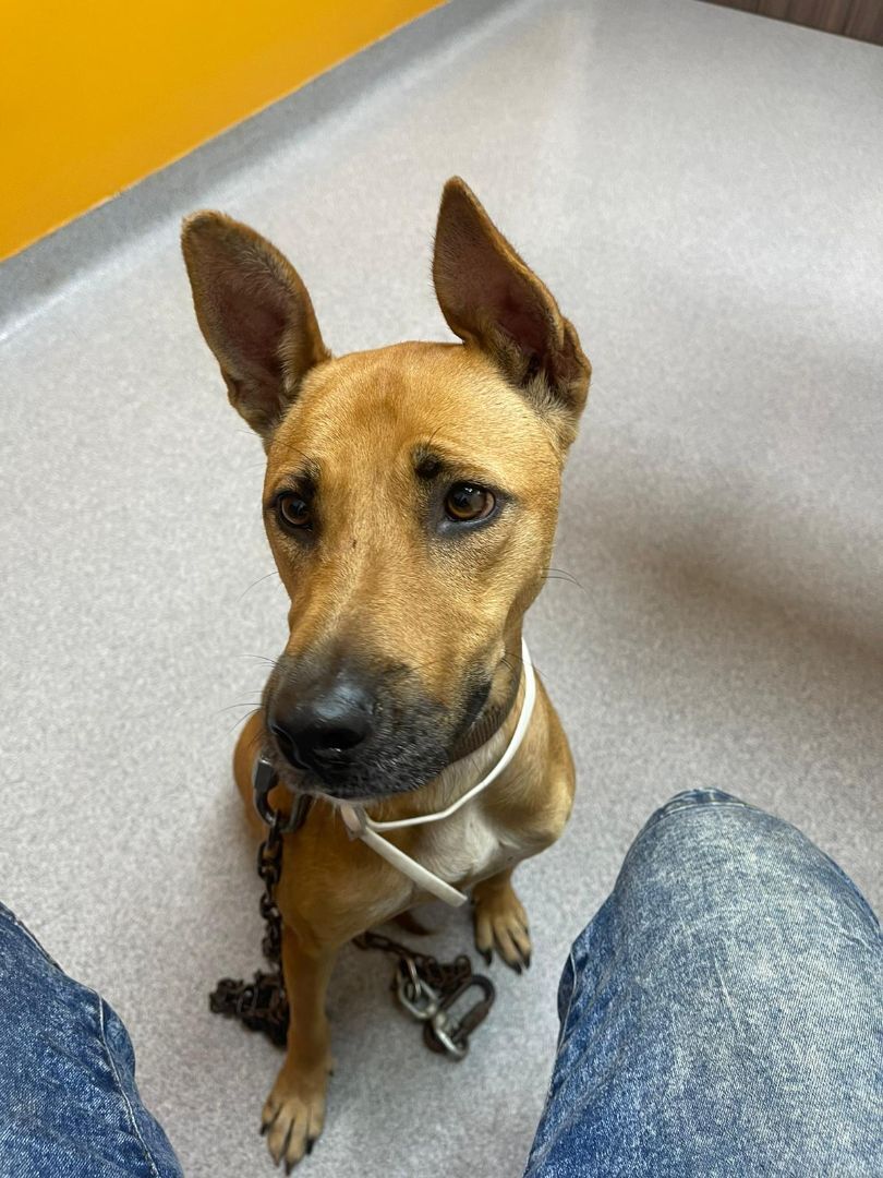 LILY, a Adoptable mixed breed image 3/5