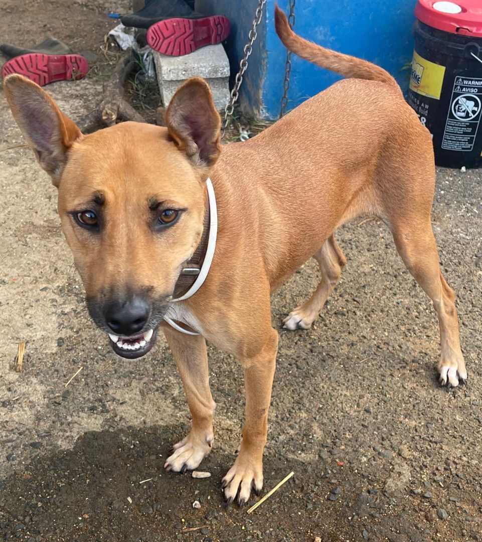 LILY, a Adoptable mixed breed image 1/5