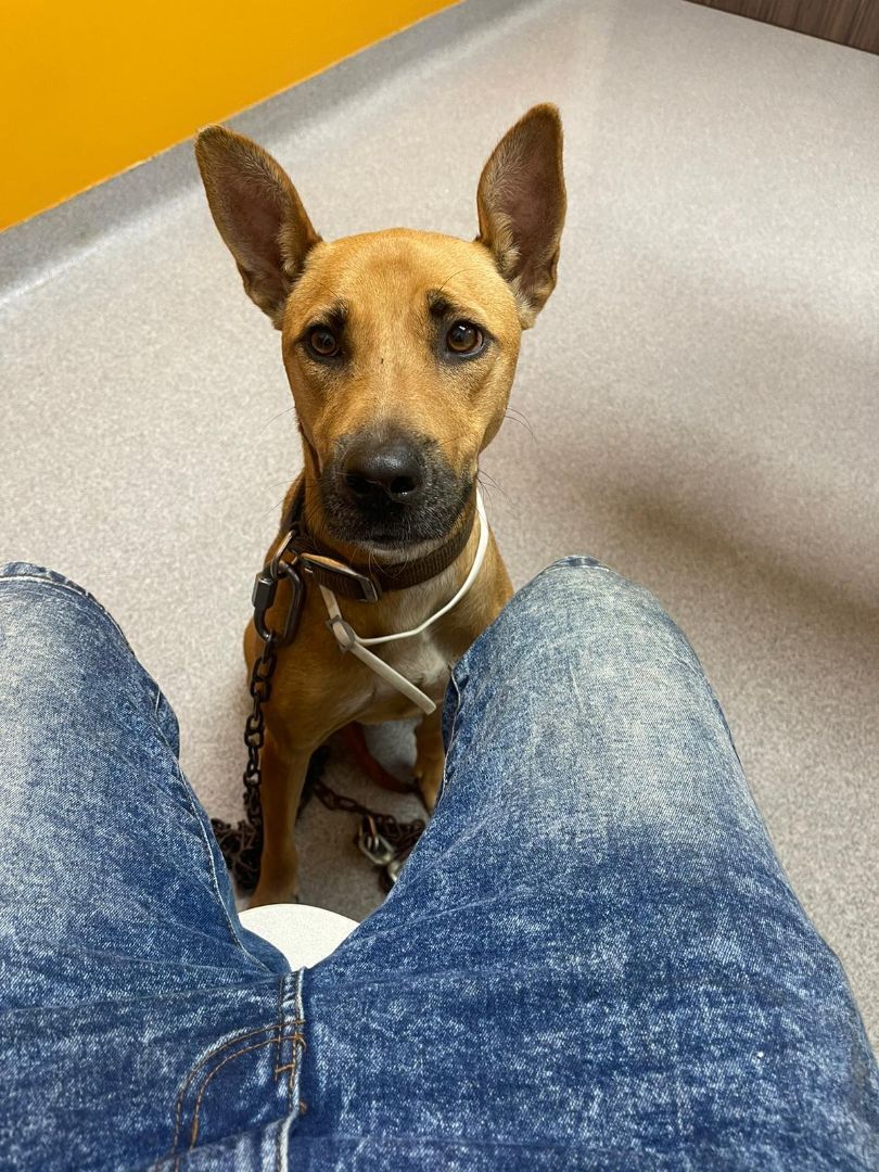 LILY, a Adoptable mixed breed image 4/5