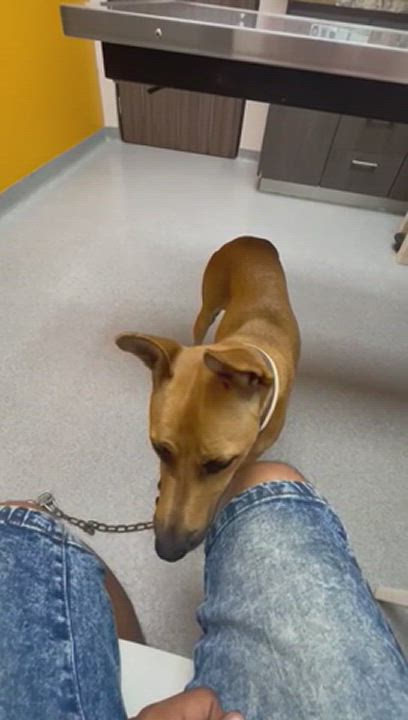 Enlarge LILY, a Adoptable mixed breed video 5/5