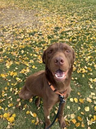 Ricochet, a Adoptable mixed breed in Lewiston, ID image 1/4