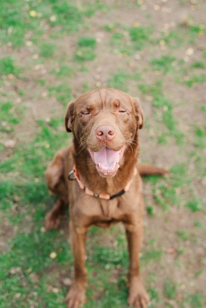 Ricochet, a Adoptable mixed breed in Lewiston, ID image 2/4
