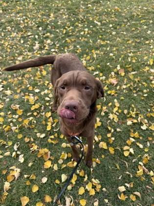 Ricochet, a Adoptable mixed breed in Lewiston, ID image 3/4