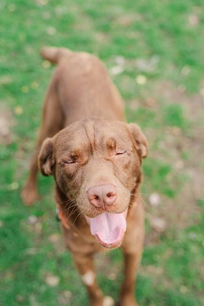 Ricochet, a Adoptable mixed breed in Lewiston, ID image 4/4
