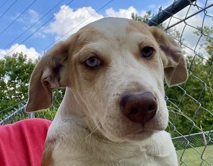 Ronin, adopted, Young Female Labrador Retriever.