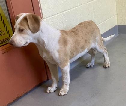 Enlarge Ronin, an adopted Labrador Retriever in Glasgow, KY image 2/2