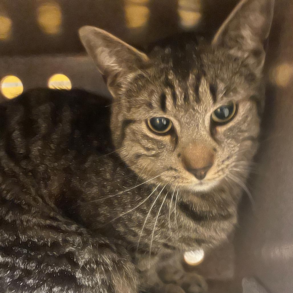 Mister, Adoptable, Young Male Domestic Short Hair.