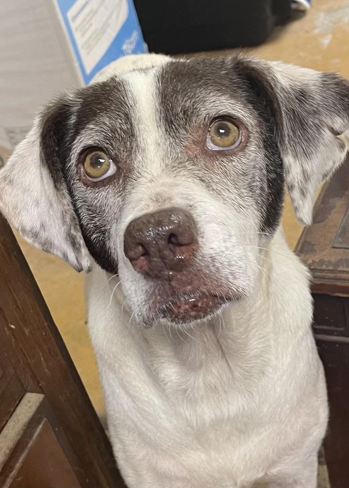 Enlarge Pixie, a Adoptable mixed breed in Milton, GA image 6/6