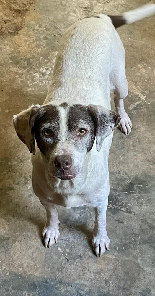 Enlarge Pixie, a Adoptable mixed breed in Milton, GA image 3/6