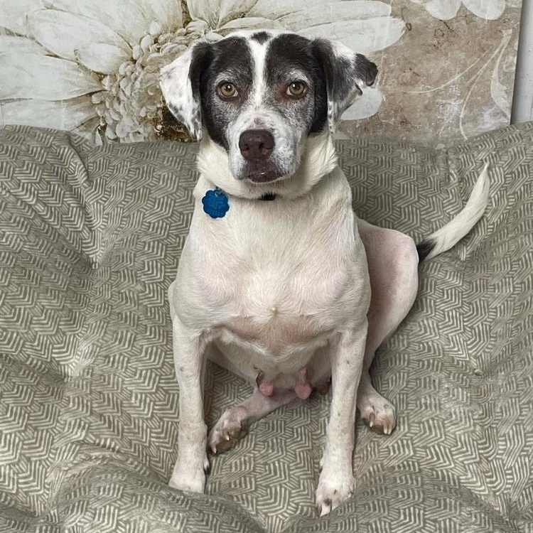 Pixie, Adoptable, Adult Female German Shorthaired Pointer & Australian Cattle Dog / Blue Heeler.