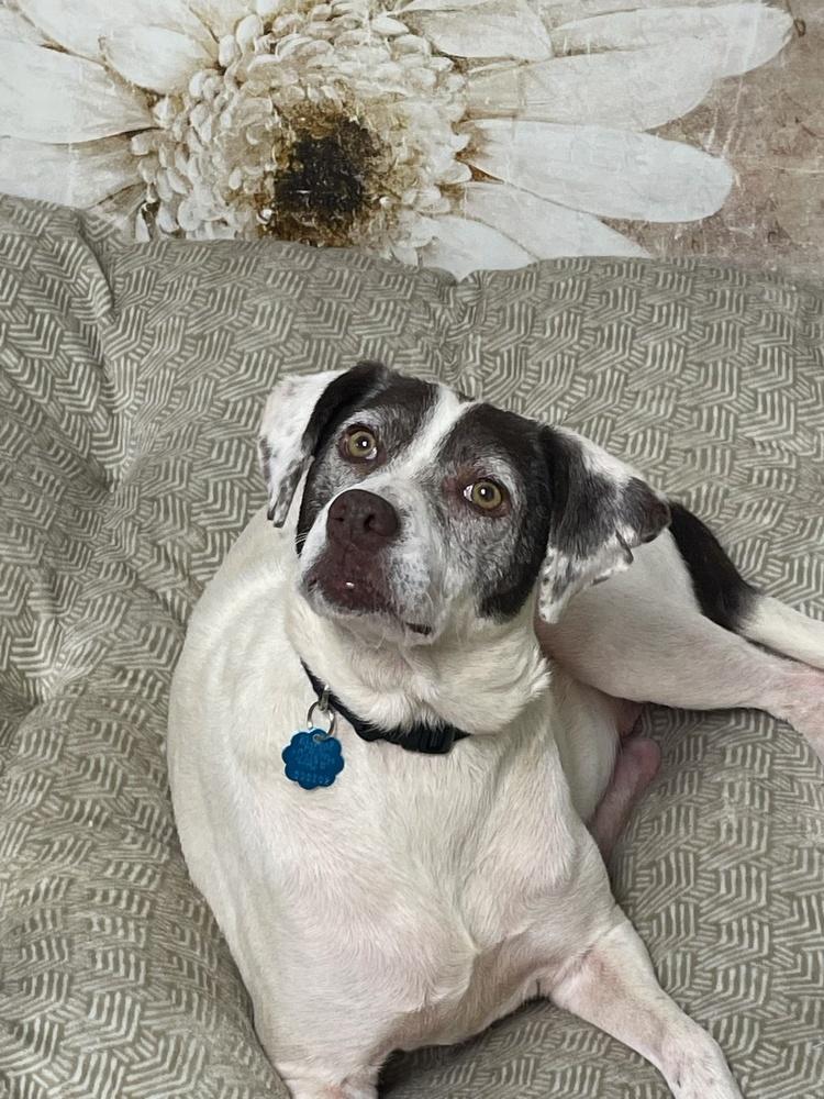 Enlarge Pixie, a Adoptable mixed breed in Milton, GA image 5/6