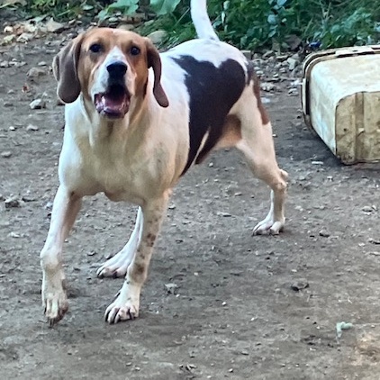 Enlarge Dan, a Adoptable Treeing Walker Coonhound in Chelsea, VT image 5/6