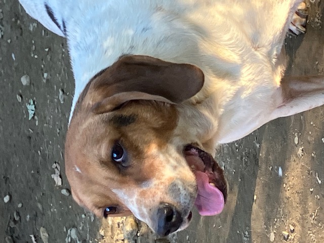 Enlarge Dan, a Adoptable Treeing Walker Coonhound in Chelsea, VT image 6/6