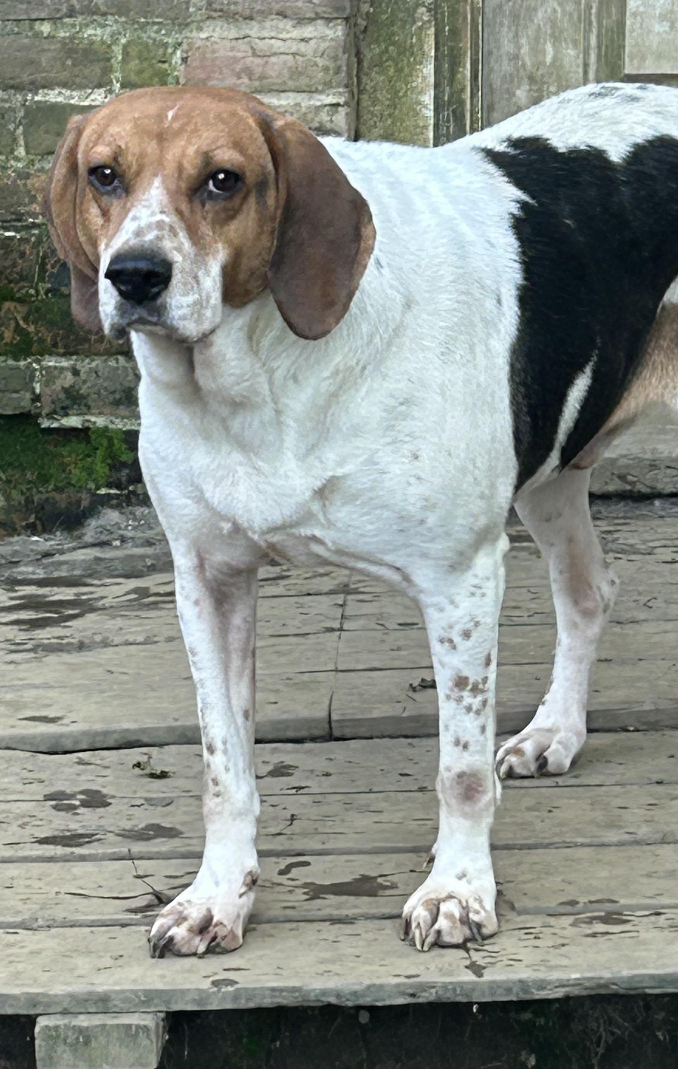 Enlarge Dan, a Adoptable Treeing Walker Coonhound in Chelsea, VT image 1/6