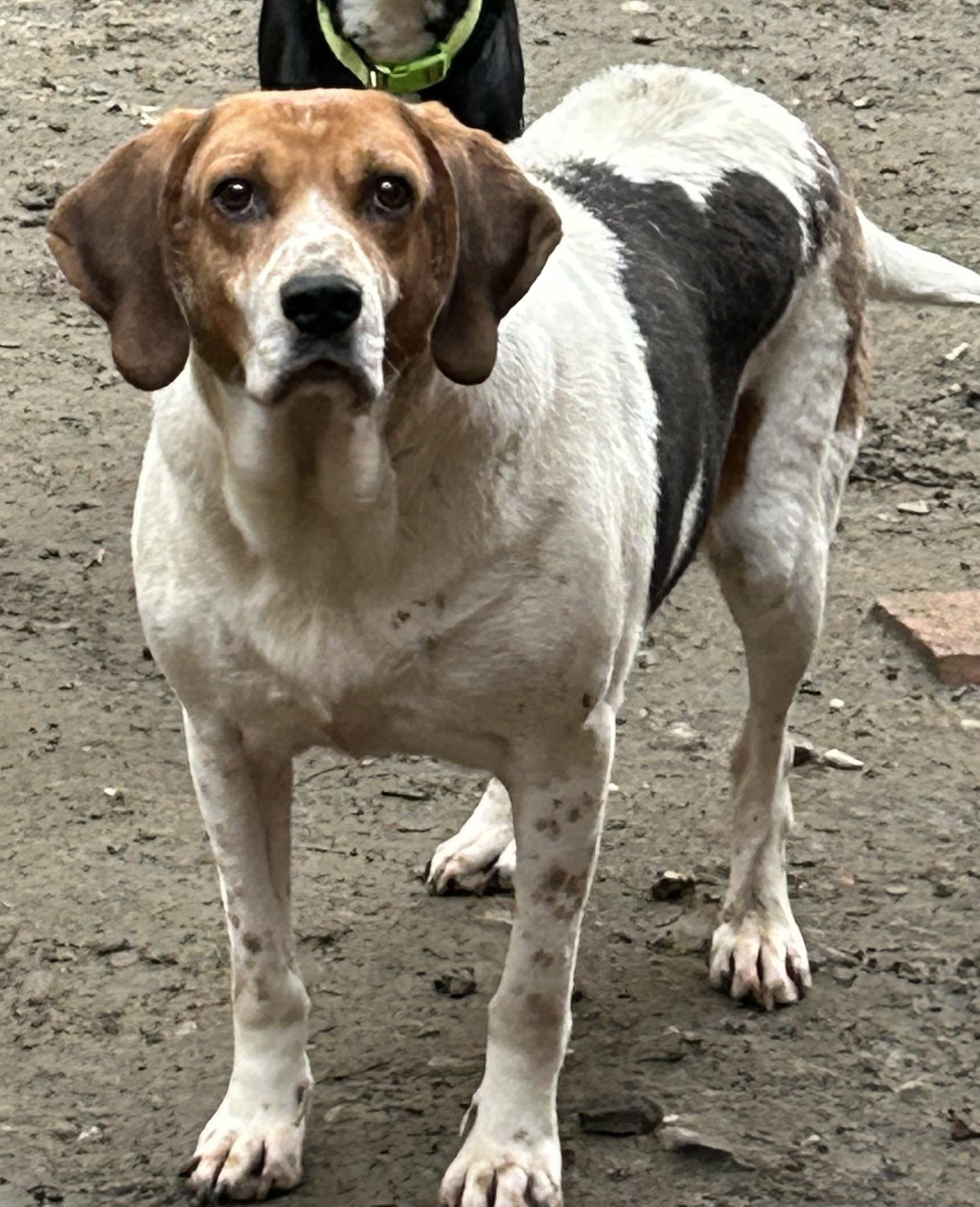 Enlarge Dan, a Adoptable Treeing Walker Coonhound in Chelsea, VT image 1/6