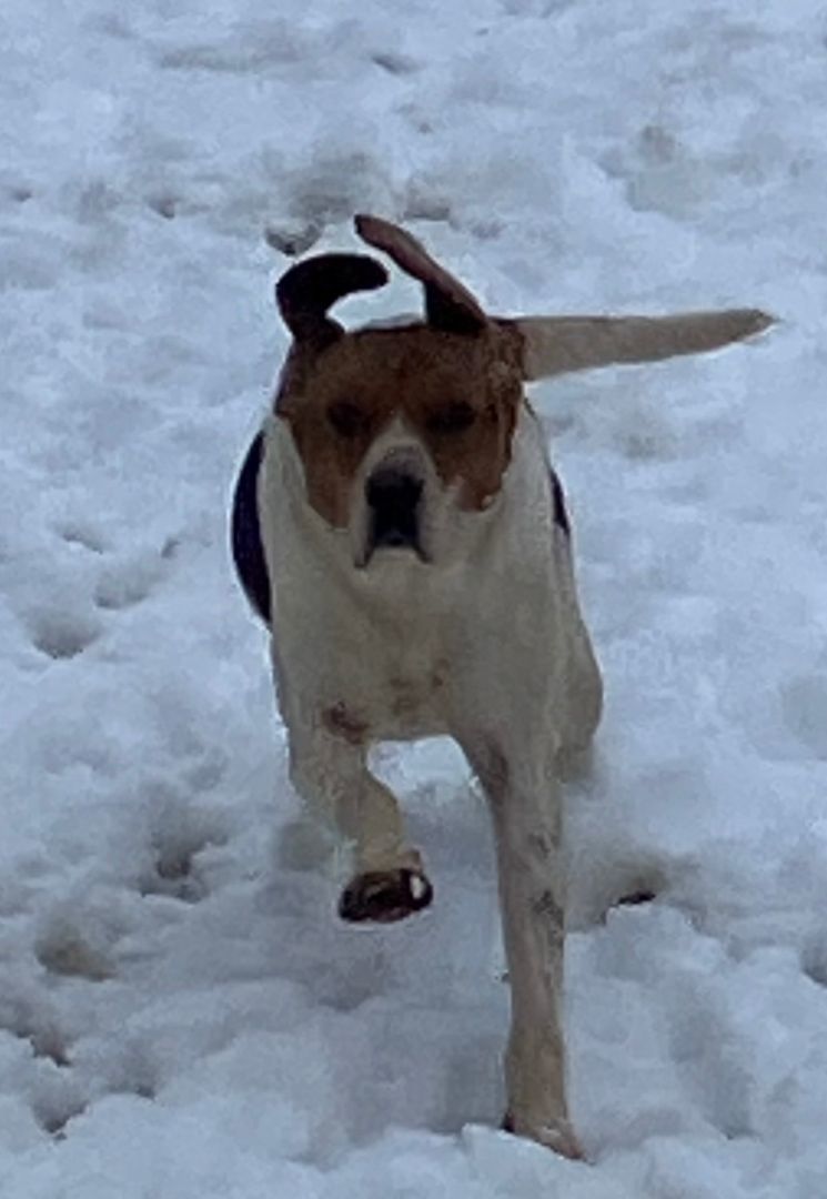 Enlarge Dan, a Adoptable Treeing Walker Coonhound in Chelsea, VT image 2/6