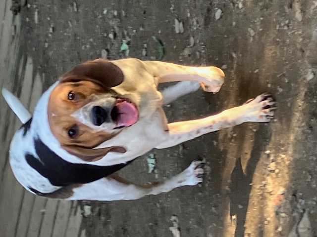 Enlarge Dan, a Adoptable Treeing Walker Coonhound in Chelsea, VT image 3/6
