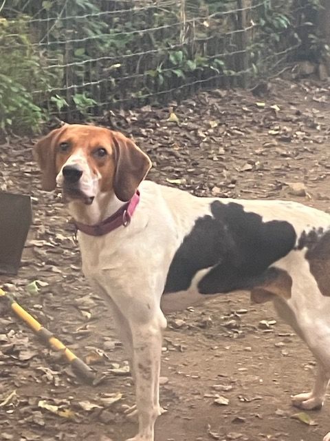 Dan, an adoptable Treeing Walker Coonhound in Chelsea, VT, 05038 | Photo Image 4