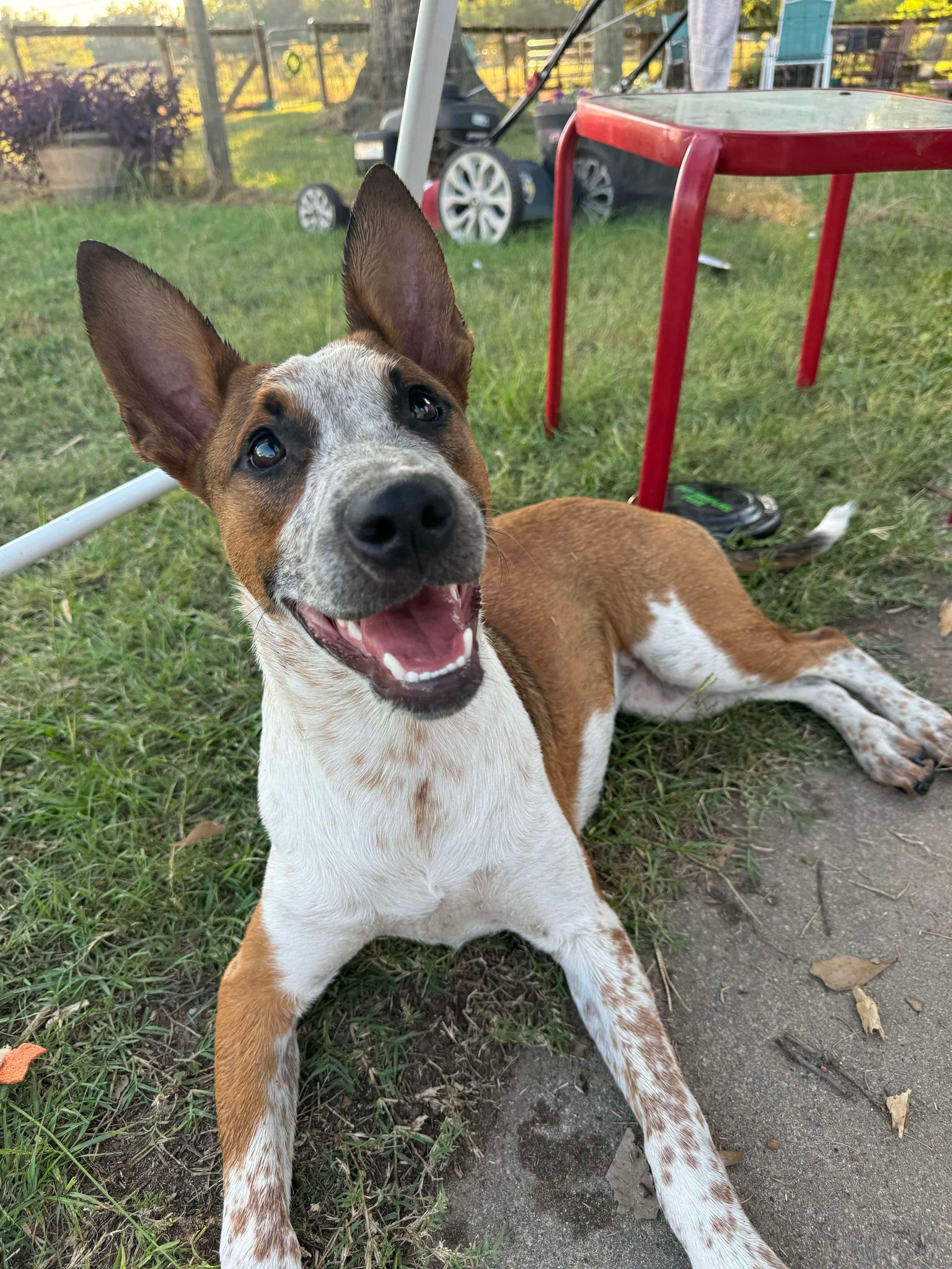 Kalinda, a Adoptable mixed breed in Brookshire, TX image 2/4