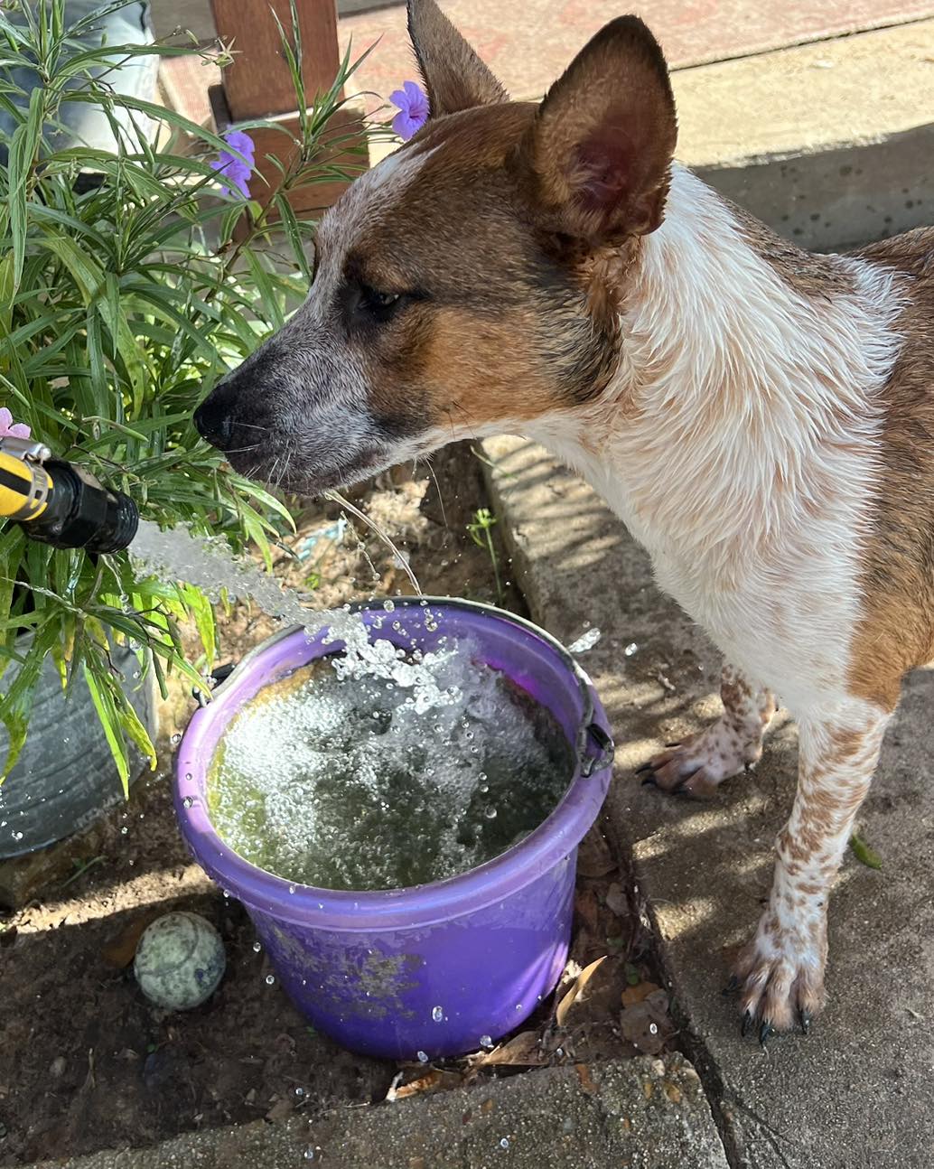 Kalinda, a Adoptable mixed breed in Brookshire, TX image 3/4