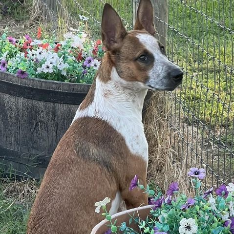 Kalinda, a Adoptable mixed breed in Brookshire, TX image 1/4