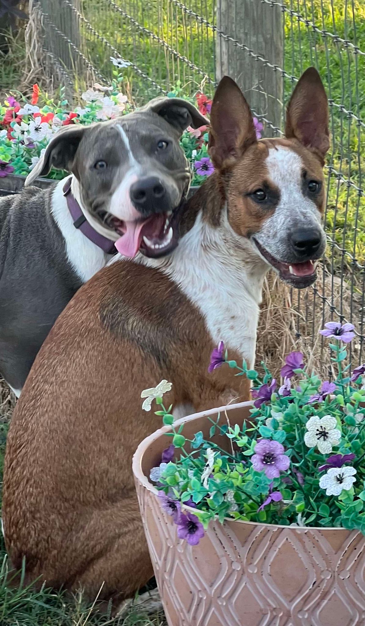 Kalinda, a Adoptable mixed breed in Brookshire, TX image 4/4